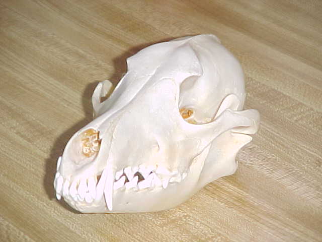 Coyote Skull $25ea